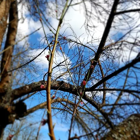 Aux Oiseaux Qui Chantent ! *